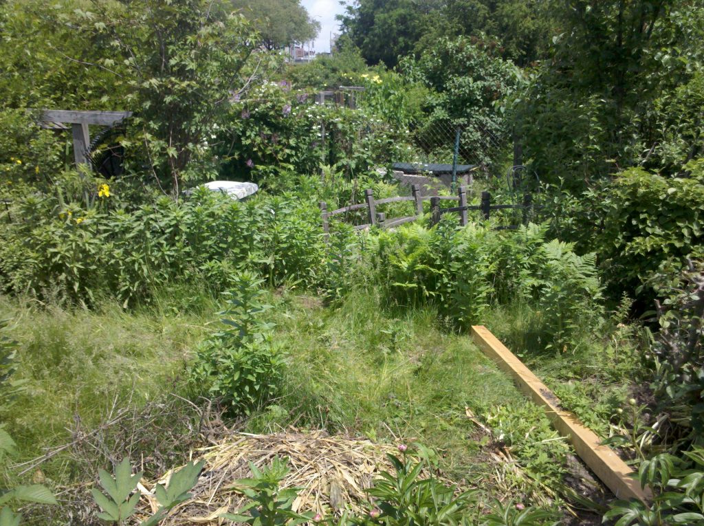 over grown garden