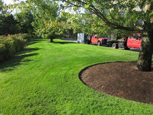Commercial Landscape Management